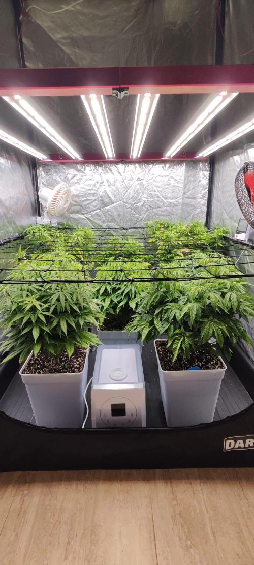 Plantulitas ZSB🌱. Week 7 - 19.03.2026
