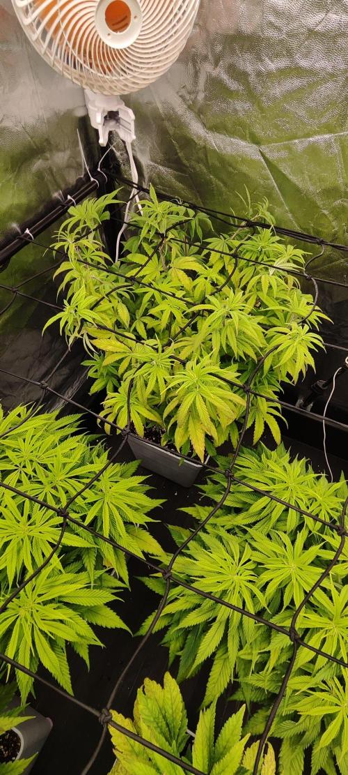 Plantulitas ZSB🌱. Week 7 - Z2.0