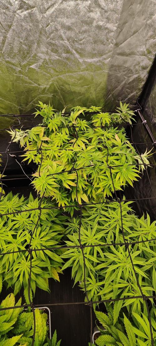 Plantulitas ZSB🌱. Week 7 - BC