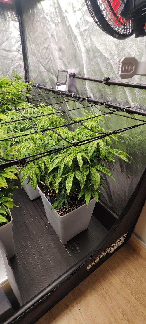 Plantulitas ZSB🌱. Week 7 - Z2.0
