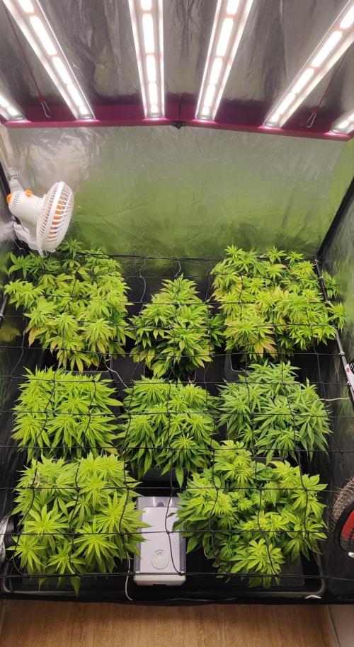 Plantulitas ZSB🌱. Week 7 - 21.03.2026