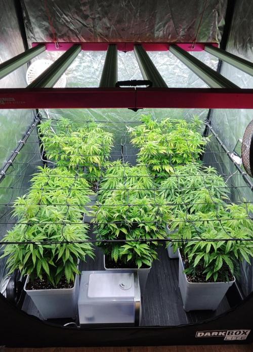 Plantulitas ZSB🌱. Week 7 - 22.03.2026