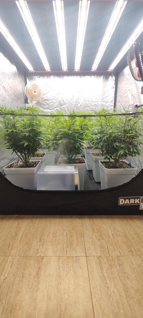 Plantulitas ZSB🌱. Week 8 - 26.03.2026