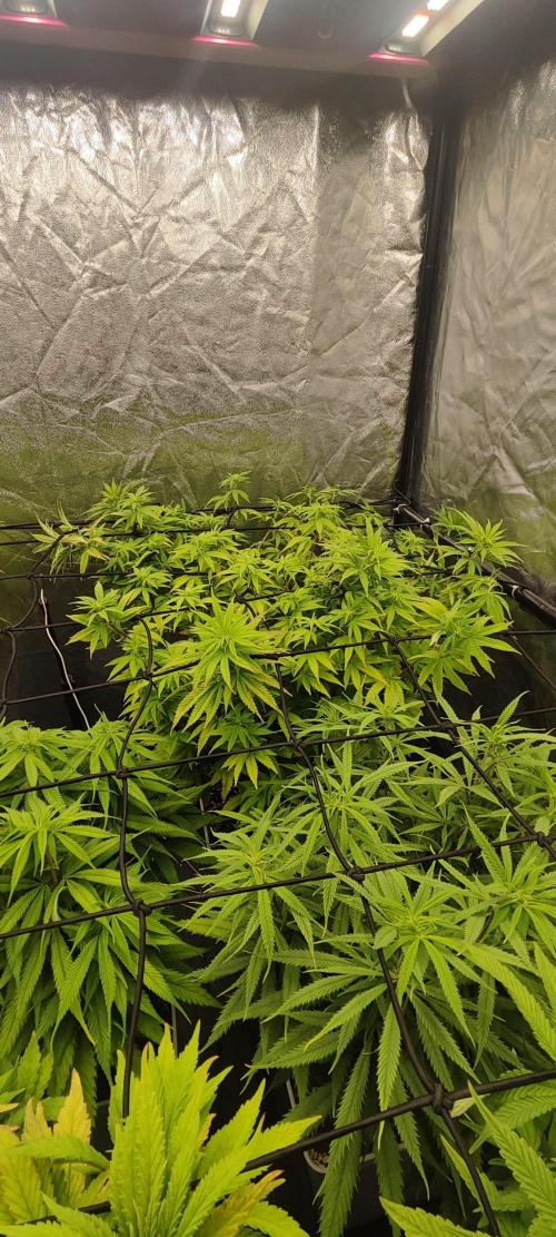 Plantulitas ZSB🌱. Week 8 - BC