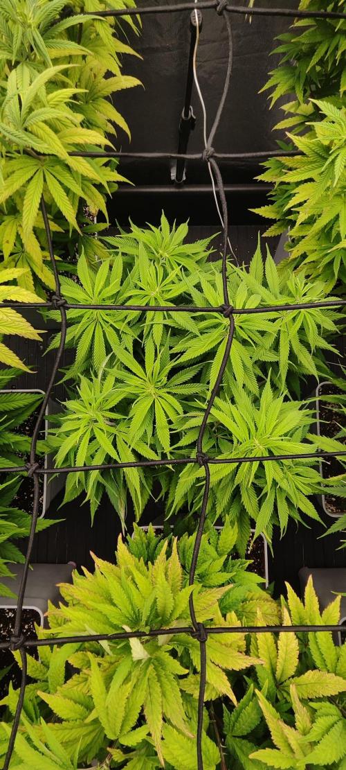 Plantulitas ZSB🌱. Week 8 - SB