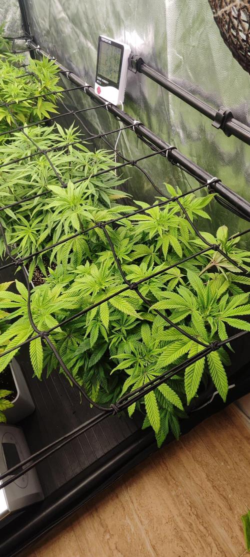 Plantulitas ZSB🌱. Week 8 - Z2.0