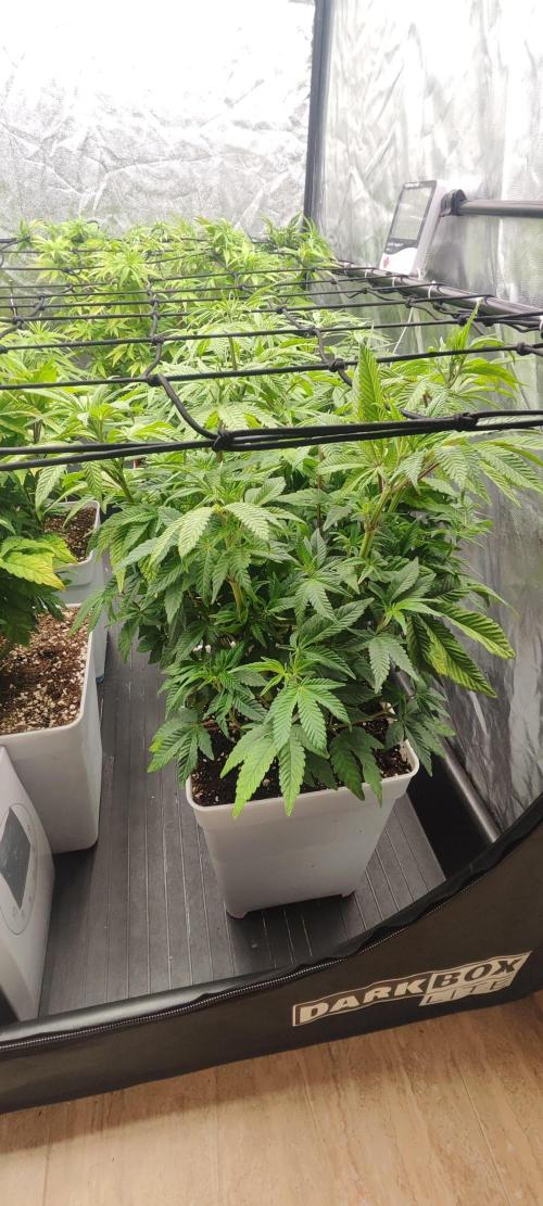 Plantulitas ZSB🌱. Week 8 - Z2.0