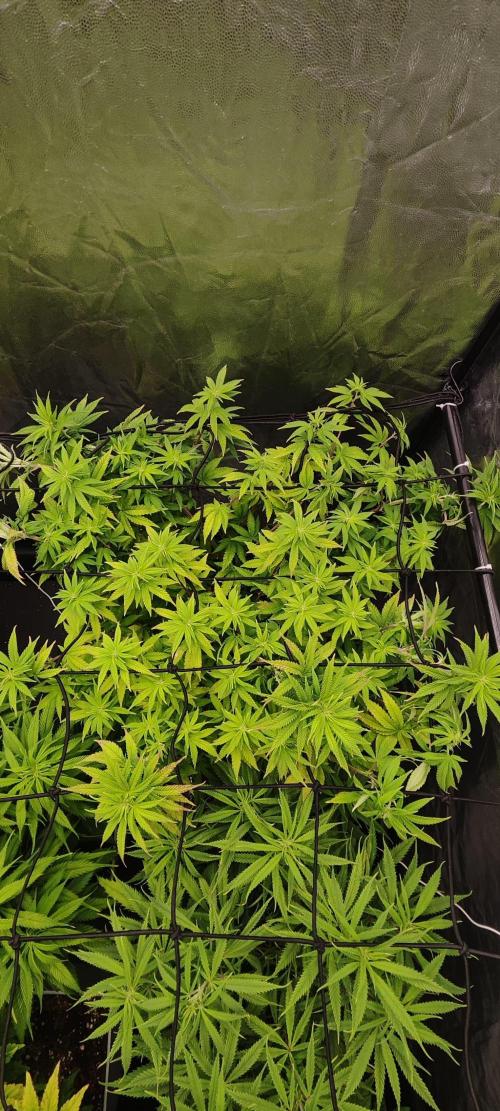 Plantulitas ZSB🌱. Week 8 - B.C