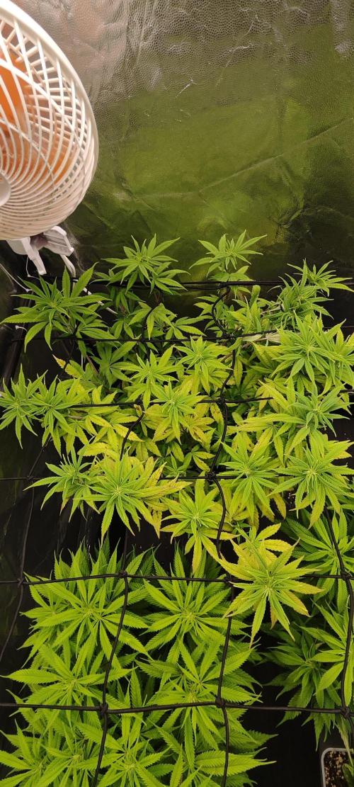 Plantulitas ZSB🌱. Week 8 - Z2.0