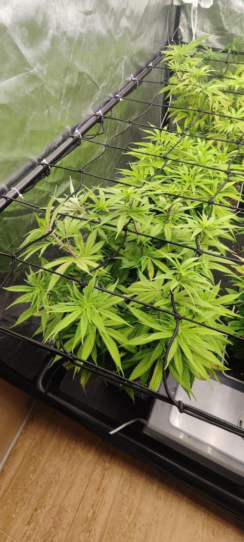 Plantulitas ZSB🌱. Week 8 - SB
