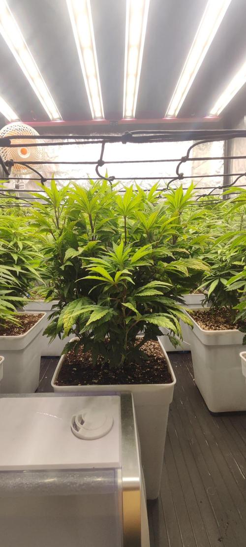 Plantulitas ZSB🌱. Week 8 - Z2.0