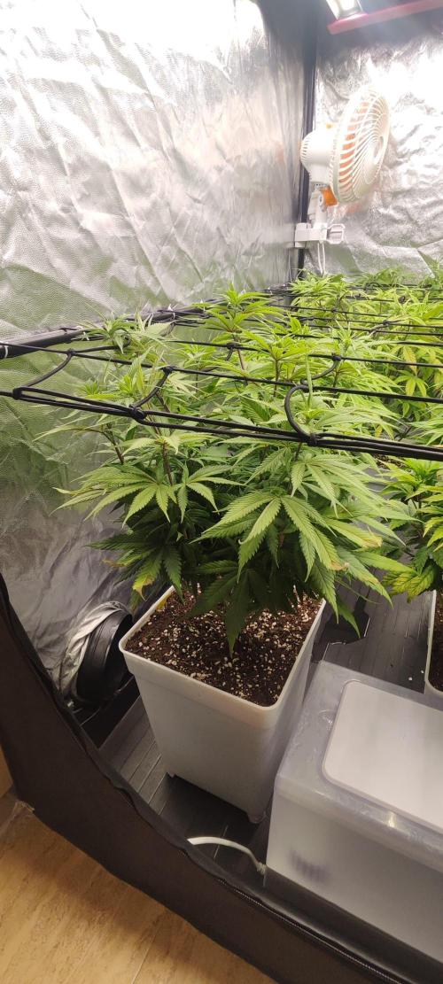 Plantulitas ZSB🌱. Week 8 - SB