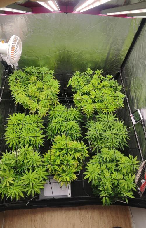 Plantulitas ZSB🌱. Week 8 - 28.03.2026