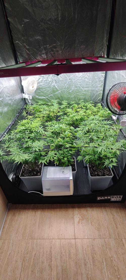 Plantulitas ZSB🌱. Week 9 - 03.04.2026