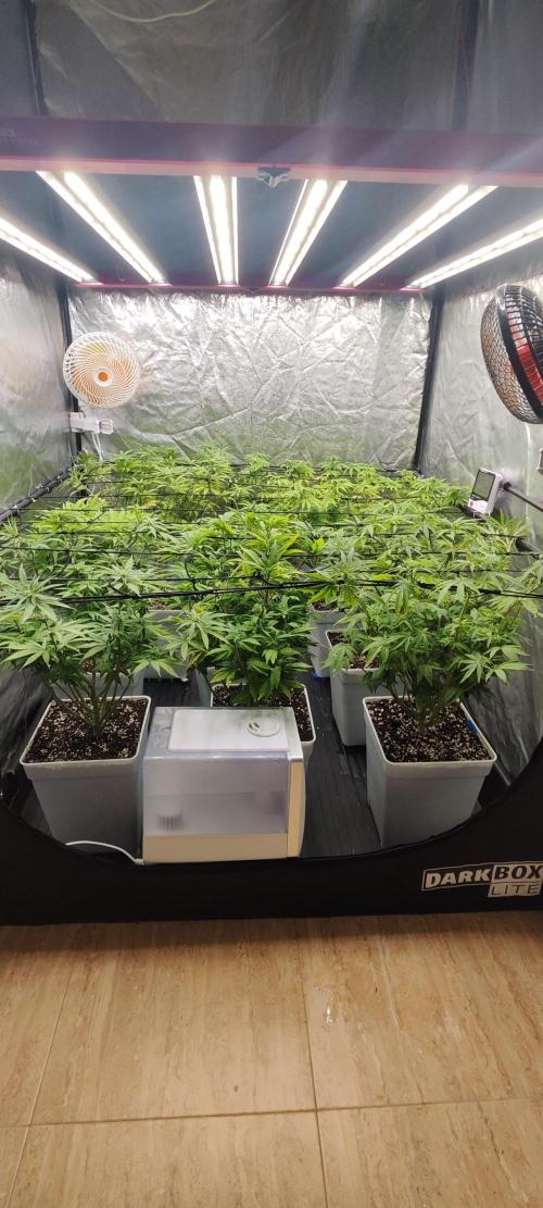 Plantulitas ZSB🌱. Week 9 - 03.04.2026