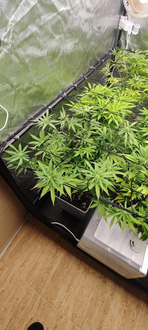 Plantulitas ZSB🌱. Week 9 - SB