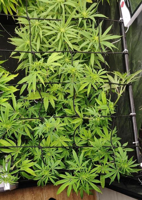 Plantulitas ZSB🌱. Week 9 - ⚠️Z2.0♂️