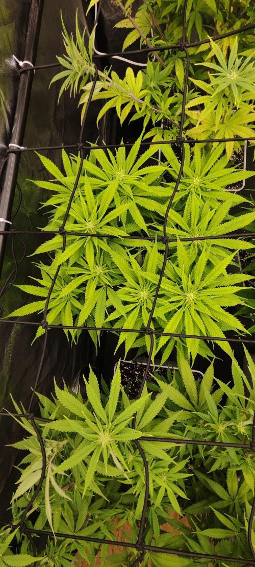 Plantulitas ZSB🌱. Week 9 - SB