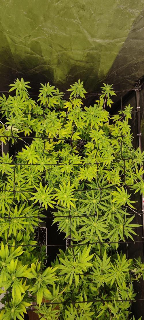 Plantulitas ZSB🌱. Week 9 - BC