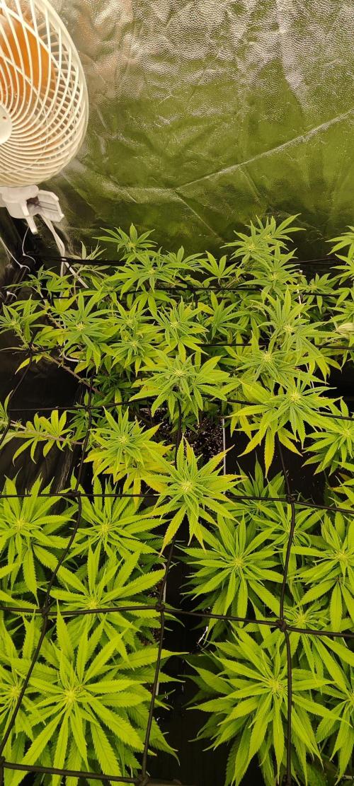 Plantulitas ZSB🌱. Week 9 - Z2.0
