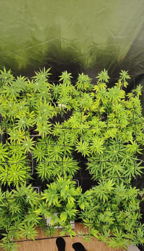 Plantulitas ZSB🌱. Week 9 - BC+Z2.0