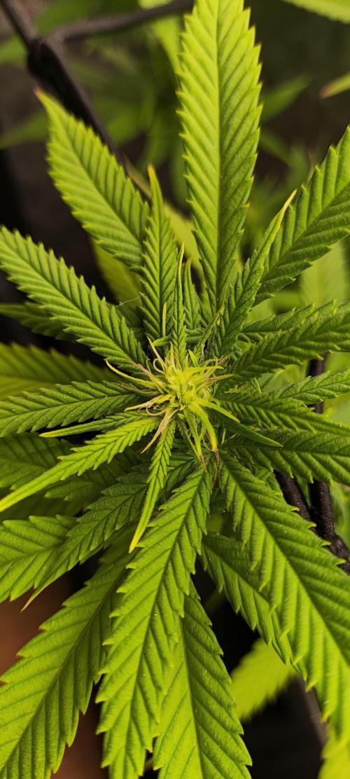 Plantulitas ZSB🌱. Week 9 - SB