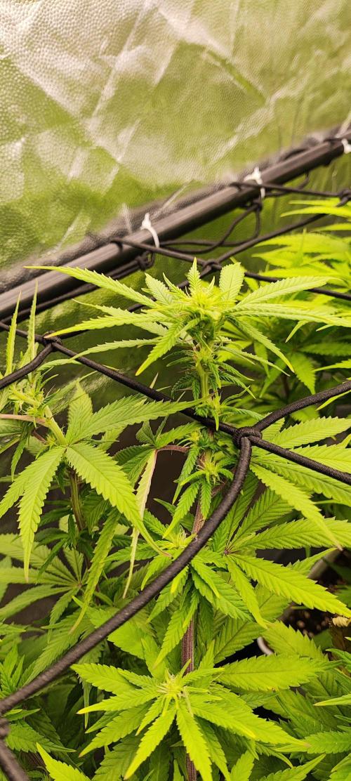 Plantulitas ZSB🌱. Week 9 - SB