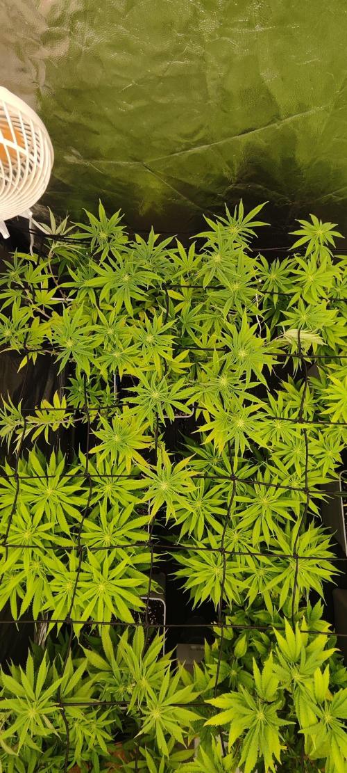 Plantulitas ZSB🌱. Week 9 - Z2.0