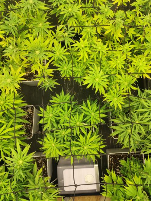 Plantulitas ZSB🌱. Week 9 - SB