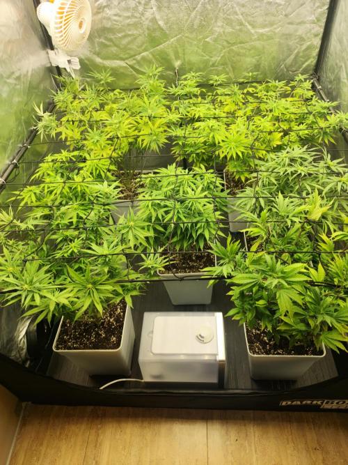 Plantulitas ZSB🌱. Week 9 - 05.04.2026