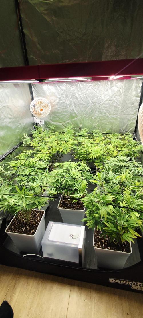 Plantulitas ZSB🌱. Week 9 - 05.04.2026