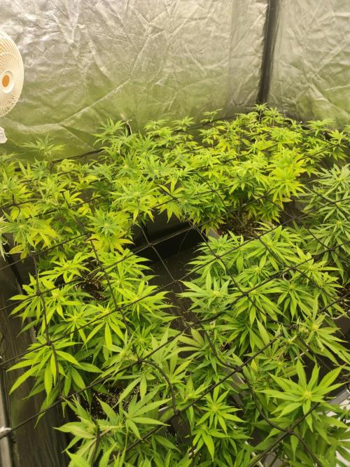 Plantulitas ZSB🌱. Week 9 - 05.04.2026