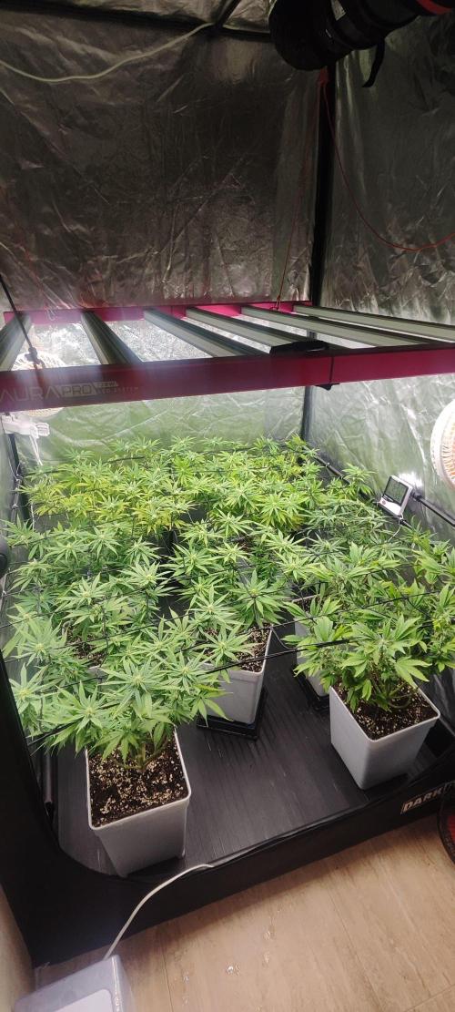 Plantulitas ZSB🌱. Week 10 - 10.04.2026