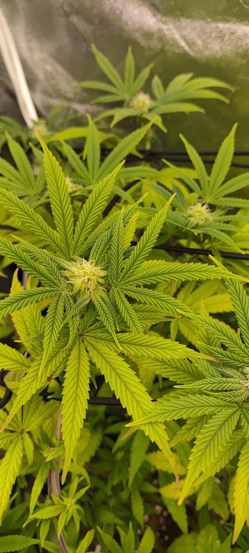 Plantulitas ZSB🌱. Week 10 - BC