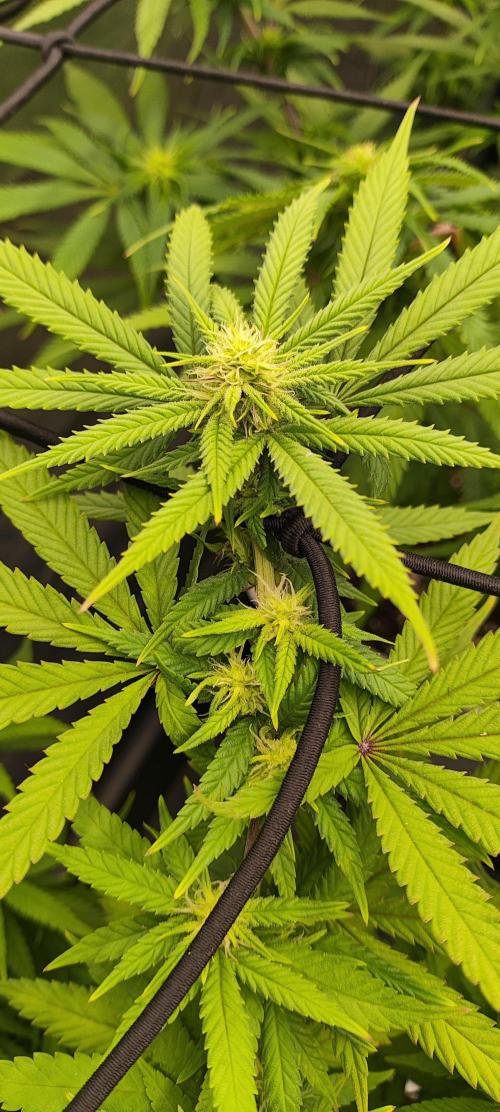 Plantulitas ZSB🌱. Week 10 - SB