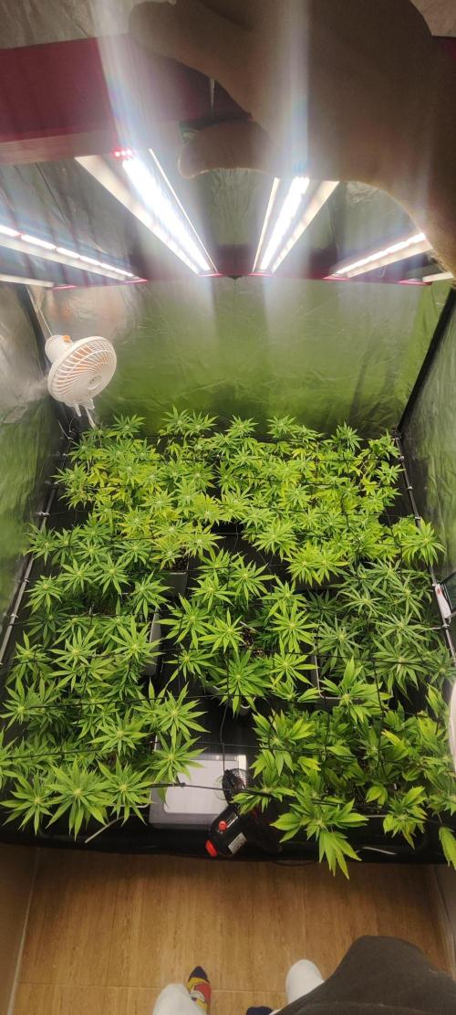 Plantulitas ZSB🌱. Week 10