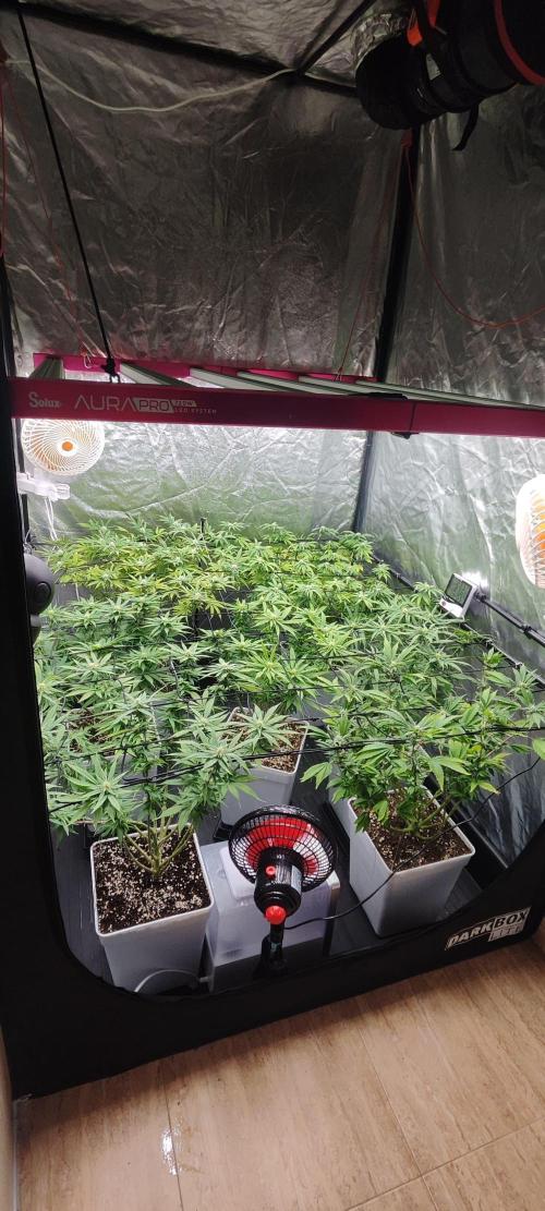 Plantulitas ZSB🌱. Week 10 - 10.04.2026