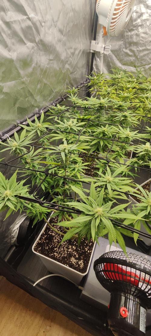 Plantulitas ZSB🌱. Week 10 - SB
