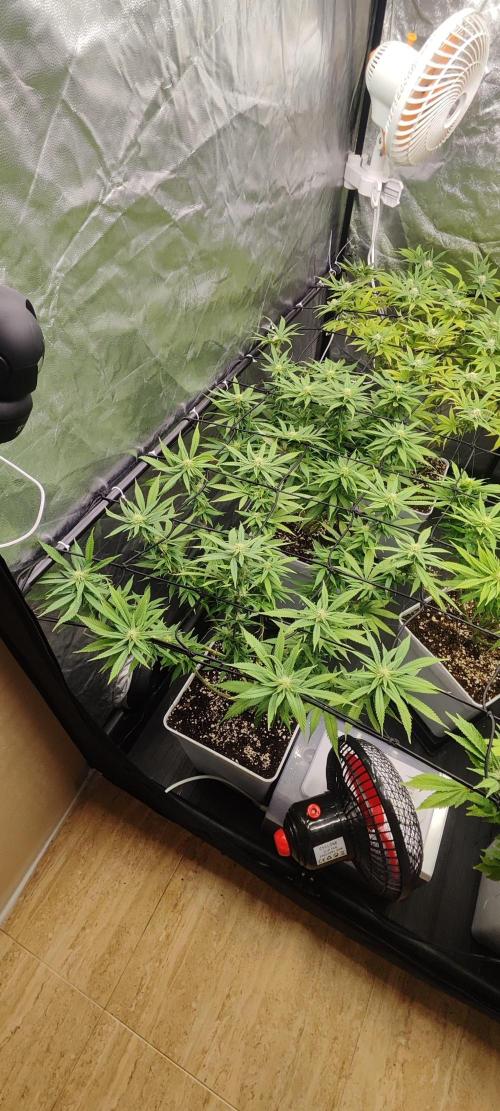 Plantulitas ZSB🌱. Week 10 - SB