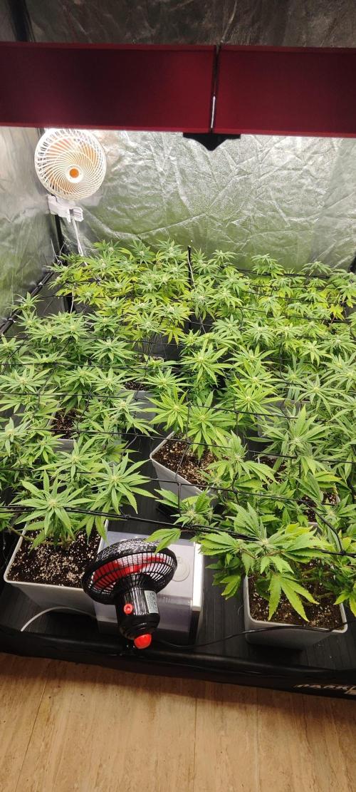 Plantulitas ZSB🌱. Week 10 - 10.04.2026