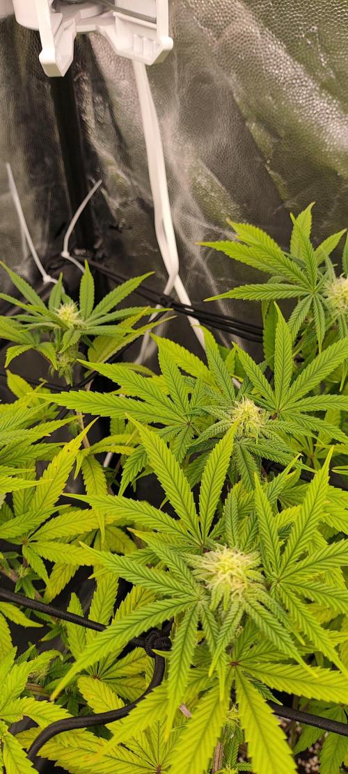 Plantulitas ZSB🌱. Week 10 - Z2.0