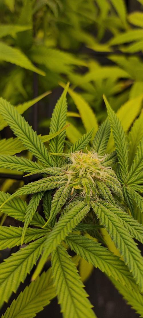 Plantulitas ZSB🌱. Week 10 - Z2.0