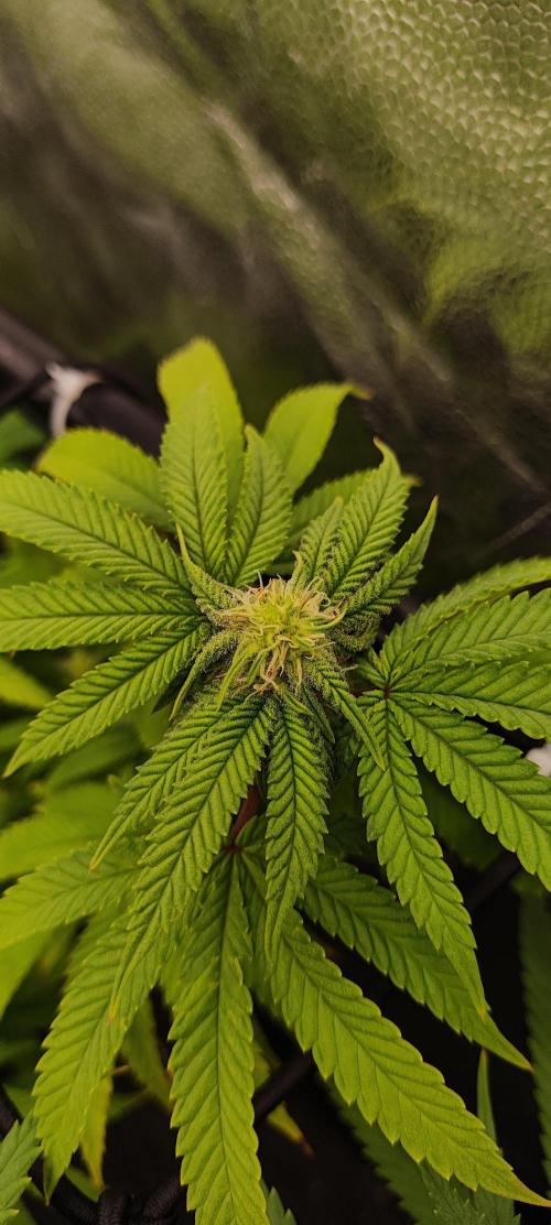 Plantulitas ZSB🌱. Week 10 - BC