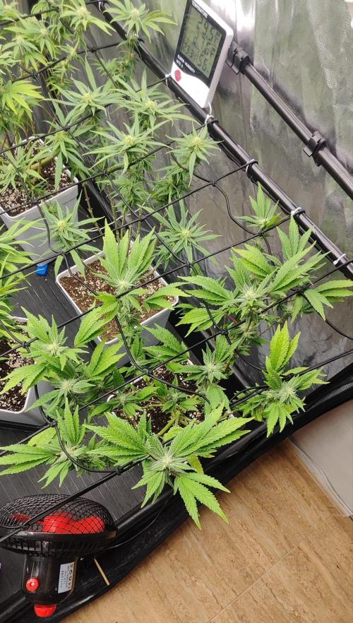 Plantulitas ZSB🌱. Week 10 - Z2.0