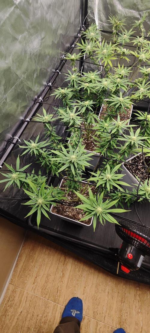 Plantulitas ZSB🌱. Week 10 - SB