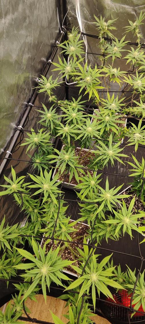 Plantulitas ZSB🌱. Week 10 - SB