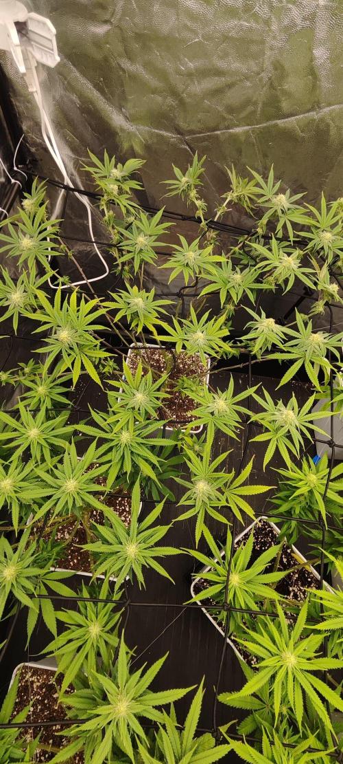 Plantulitas ZSB🌱. Week 10 - Z2.0