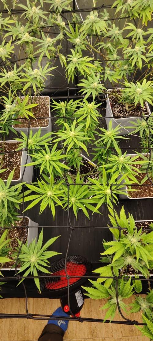 Plantulitas ZSB🌱. Week 10 - SB