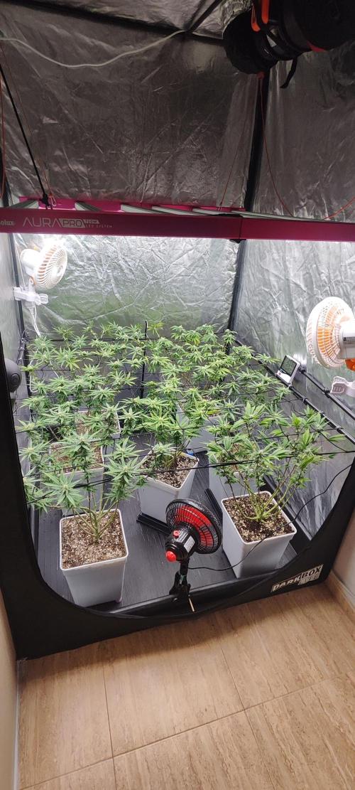 Plantulitas ZSB🌱. Week 10 - 12.04.2026