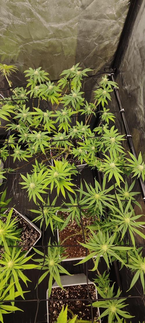 Plantulitas ZSB🌱. Week 10 - BC